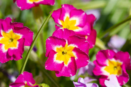 Blossom viola flowers in the spring timeの写真素材