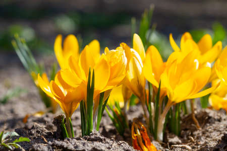 Yellow crocuses in spring sunlight bloomed in springの写真素材
