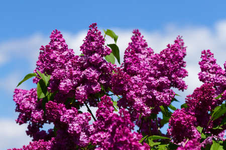 Maroon flowers of Syringa bloomed in the spring against a blue skyの写真素材