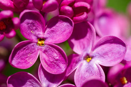 Blossom syringa flower super macro in spring time の写真素材