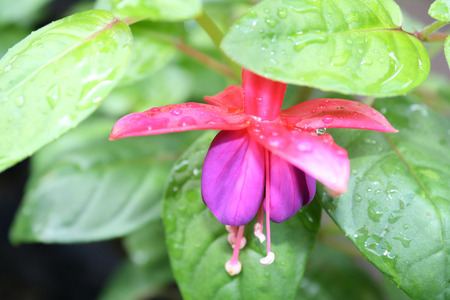flowerの写真素材