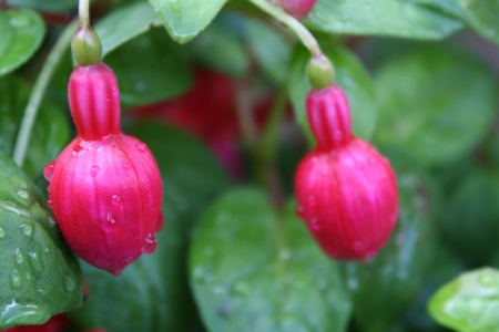 flowerの写真素材