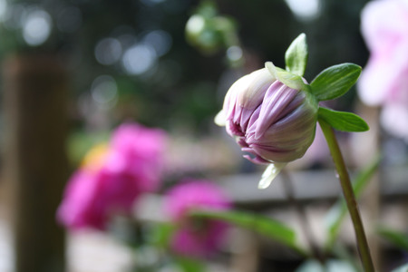 flowerの写真素材
