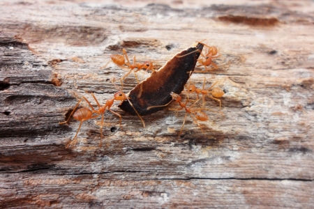 antの写真素材