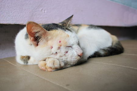 sleeping catの写真素材
