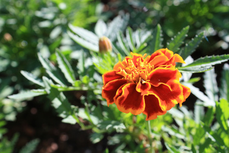 marigoldの写真素材