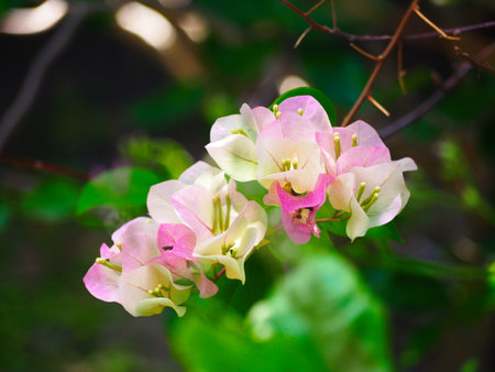 Bougainvillea flowers in the garden. Nature background.の写真素材