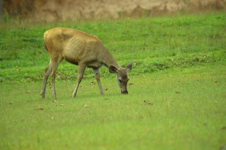 deer eating grass in the field, Chiang Mai, Thailandの写真素材