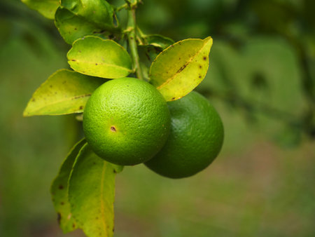 Green limes growing on a tree in the garden, close upの写真素材