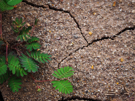 Green leaves on crack ground texture background. Closeup of nature.の写真素材