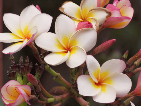 Frangipani flowers on the tree, plumeria flowers.の写真素材