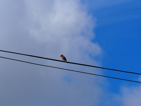 Sparrow sitting on a wire against a blue sky with cloudsの写真素材
