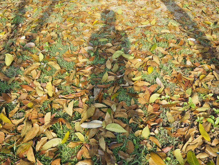The shadow of a man on the ground with fallen autumn leaves.の写真素材