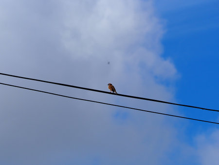 Bird on a wire against the blue sky with clouds in the backgroundの写真素材
