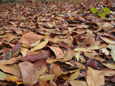 Fallen leaves on the ground in the forest. Autumn background.の写真素材