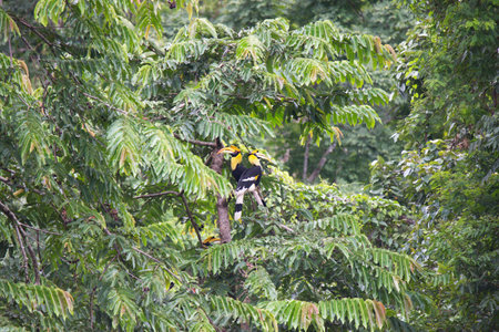 Rhinoceros wreathed hornbill on a tree branchの写真素材