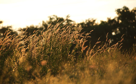 Grass in the meadow at sunset. Selective focus.の写真素材