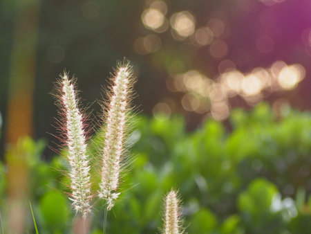 Grass flower in the garden with light bokeh background.の写真素材