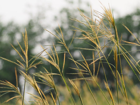 Grass flower in the field with soft focus background, Thailand.