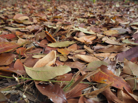 Fallen leaves on the ground in the forest. Nature background.の写真素材