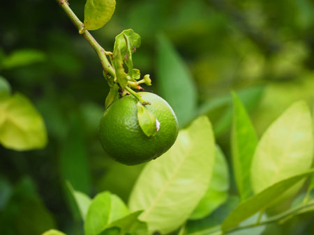 Lime fruit on the tree in the garden with nature background.の写真素材