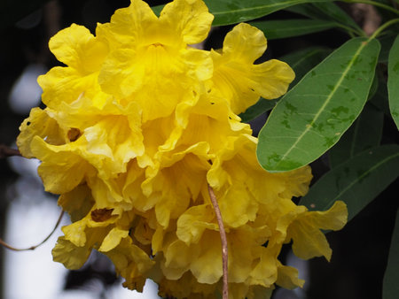 Tabebuia rosea is a species of flowering plant.の写真素材