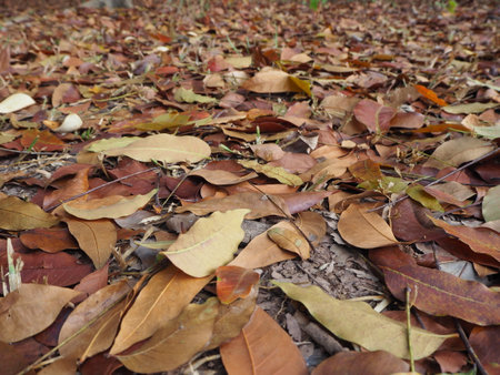 Fallen leaves on the ground in the autumn season, nature backgroundの写真素材