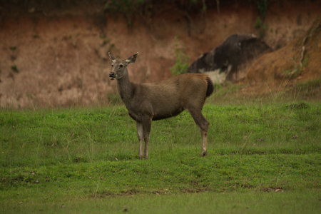 deer in the grassland of khao sok thailandの写真素材