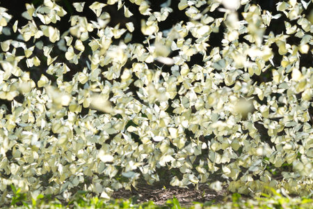butterflies flying in the air, many white butterflies flying in the airの写真素材