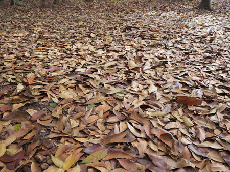 Fallen leaves on the ground in the forest. Natural background.の写真素材