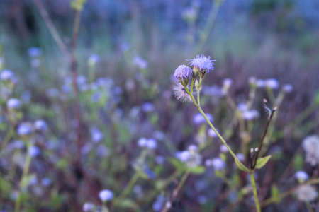 Tiny  purple flowersの写真素材