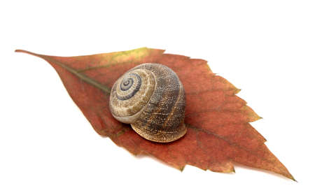 Snail on leafの写真素材