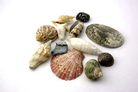 Marine shells