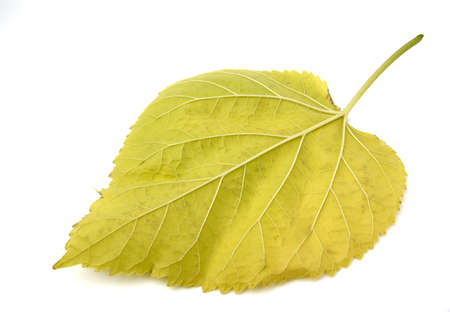 Yellow leafの写真素材