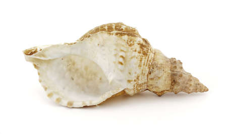 Conch view aheadの写真素材