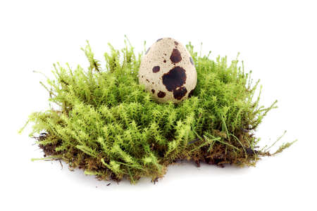 Moss green island with quail eggの写真素材