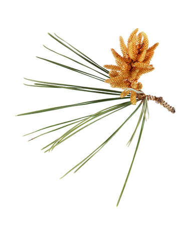 Pine flower and leaves on a white background