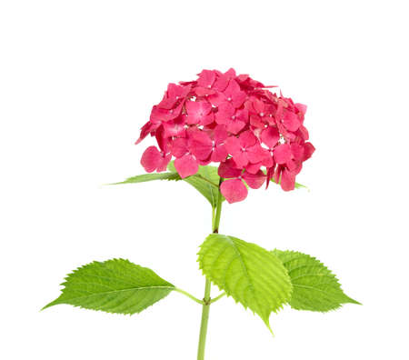 Hydrangea white background