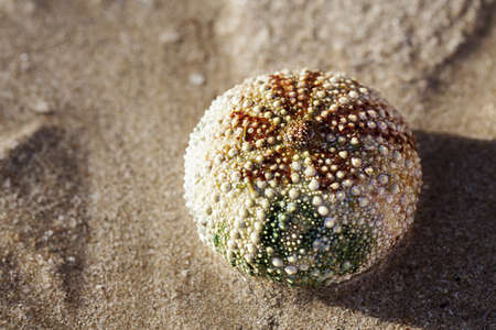 colored mollusk in the beachの写真素材