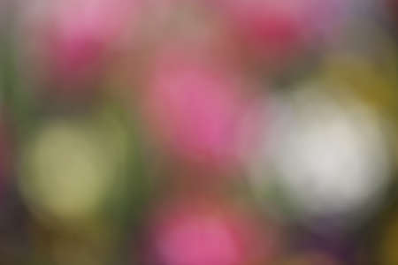 Abstract background with rose and white colors and bokeh lights  の写真素材