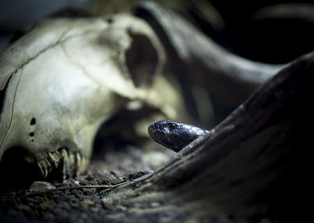 black cobra and head skull of bull の写真素材