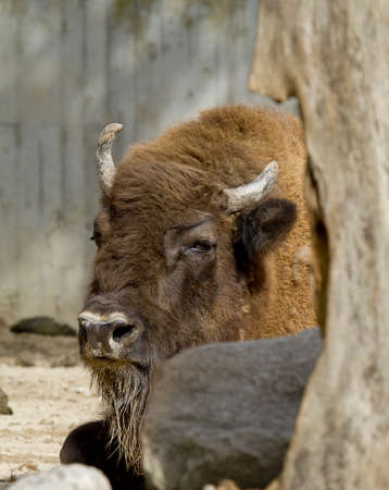 American Bison  Buffalo  in zoo の写真素材