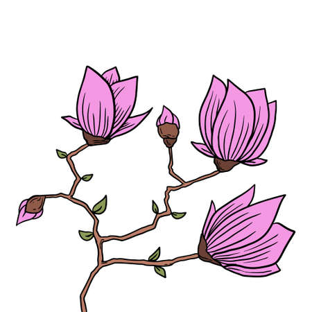 magnolia flower with branch isolated backgroundのイラスト素材