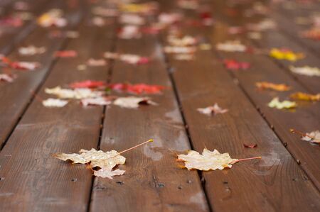 Maple Leaves on the Back yard Deckの写真素材