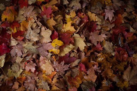 Autumn Fall leaves pilled up