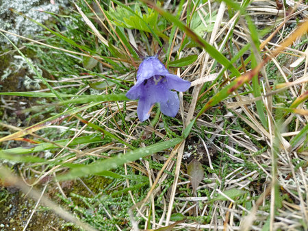 Campanula alpina - bell flower in the grass.の写真素材