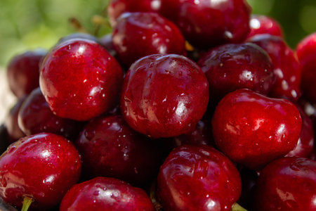 A bunch of red cherries are sitting on a green background. The cherries are wet and shiny, and they...