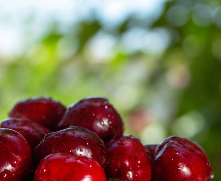 A bunch of red cherries are sitting on a green background. The cherries are wet and shiny, and they...