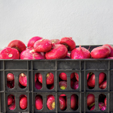 Freshly dug and washed red turnips. Turnips are rich in vitamin C and other antioxidants, which help strengthen the immune systemの写真素材