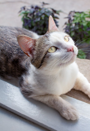 A domestic cat lies beautifully on a windowsill